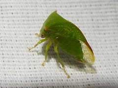 Stictolobus arcuatus