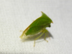 Stictolobus arcuatus