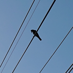 Corvus macrorhynchos