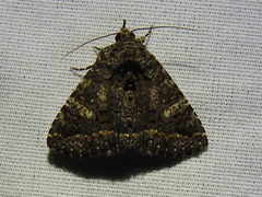 Coxina cinctipalpis