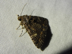 Coxina cinctipalpis