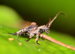 Hybolasius crista
