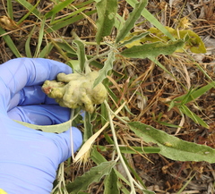 Ditylenchus phyllobius