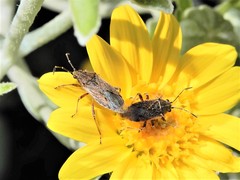 Rhypodes