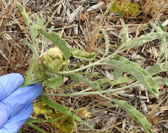 Ditylenchus phyllobius