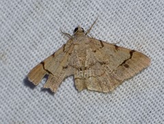 Frederickia flaviterminata