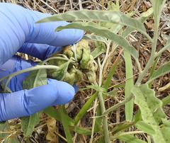 Ditylenchus phyllobius