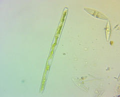 Haplotaenium minutum