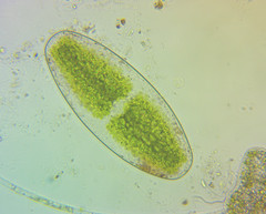 Netrium digitus