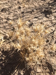 Dasyochloa pulchella