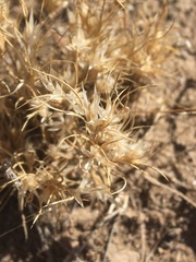 Dasyochloa pulchella