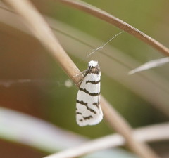 Lepidoscia cataphracta