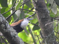 Pheugopedius fasciatoventris