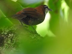 Pheugopedius fasciatoventris