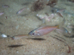 Caesioscorpis theagenes