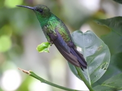 Chalybura buffonii