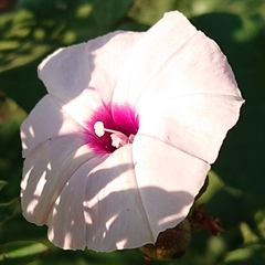 Ipomoea