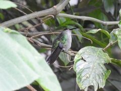 Chalybura buffonii