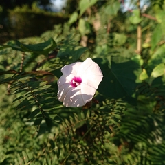 Ipomoea