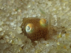 Sepiadarium austrinum