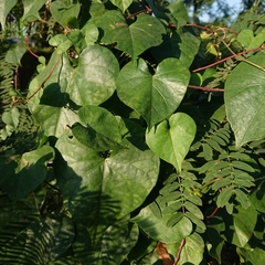 Ipomoea