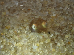 Sepiadarium austrinum