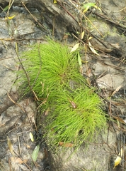 Isolepis reticularis