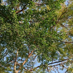 Pithecellobium dulce
