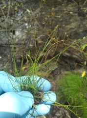 Isolepis reticularis