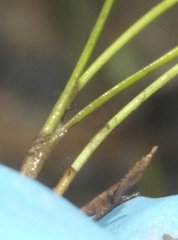 Isolepis reticularis