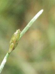 Isolepis reticularis