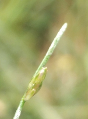 Isolepis reticularis