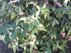 Quercus polymorpha