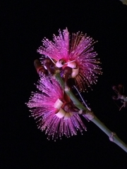 Pseudobombax ellipticum