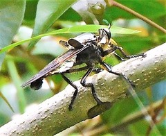 Blepharotes splendidissimus