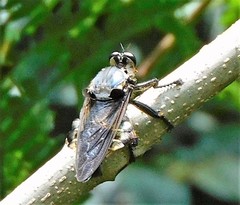 Blepharotes splendidissimus