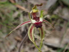 Caladenia dilatata