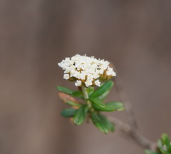 Ozothamnus cuneifolius
