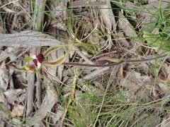 Caladenia dilatata