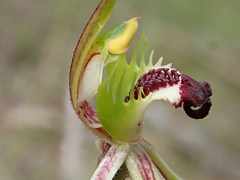 Caladenia dilatata