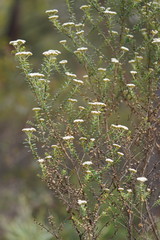 Ozothamnus cuneifolius