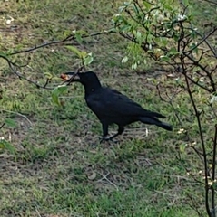 Corvus macrorhynchos