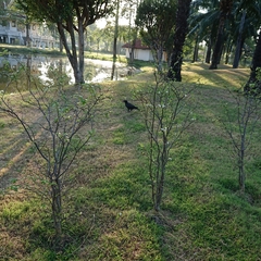 Corvus macrorhynchos