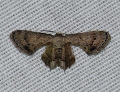 Antiplecta triangularis