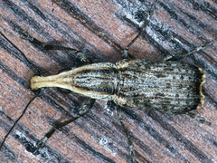 Ancylotropis waterhousei