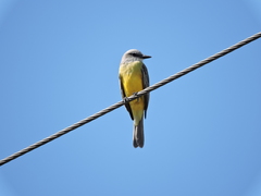 Tyrannus melancholicus