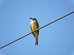 Tyrannus melancholicus