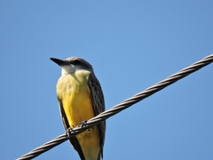 Tyrannus melancholicus