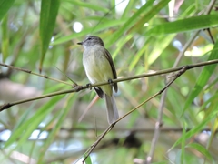 Myiopagis gaimardii