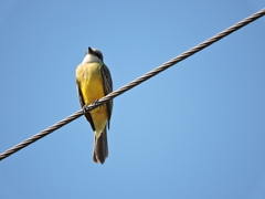 Tyrannus melancholicus